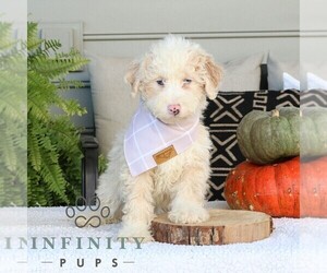 Bernedoodle (Miniature) Puppy for sale in NARVON, PA, USA