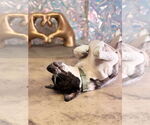 Small #1 American Pit Bull Terrier-Saint Bernard Mix