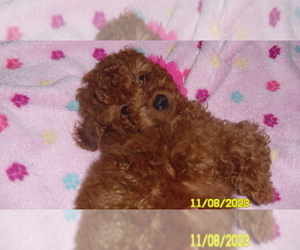 Medium Poodle (Toy)