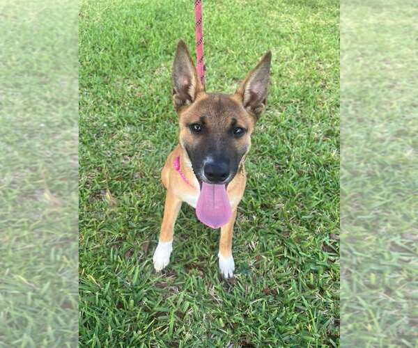 Medium Photo #4 German Shepherd Dog-Unknown Mix Puppy For Sale in Pompano Beach , FL, USA