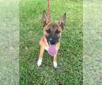 Small #3 German Shepherd Dog Mix