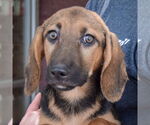 Small #6 Basset Hound