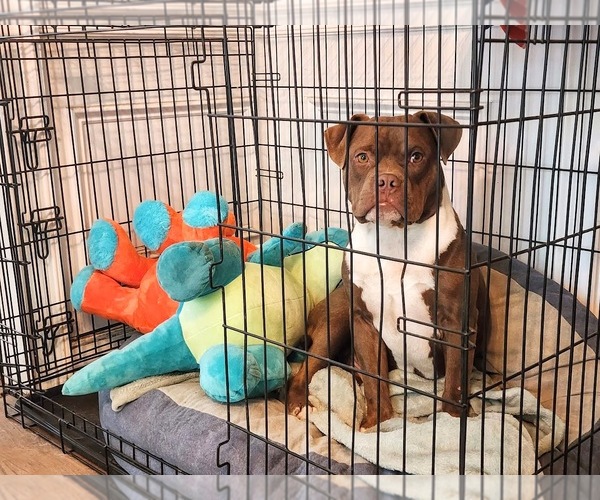 Medium Photo #2 Bulldog-Unknown Mix Puppy For Sale in Shermans Dale, PA, USA