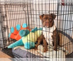 Small #1 Bulldog Mix