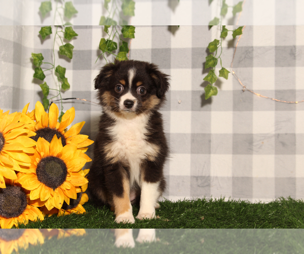 Medium Photo #1 Australian Cattle Dog Puppy For Sale in MARIETTA, GA, USA