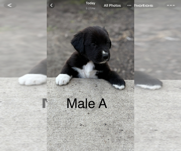 Medium Photo #1 Golden Labrador-Unknown Mix Puppy For Sale in BUFFALO, MN, USA