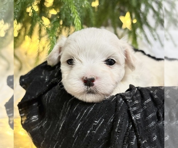 Medium Photo #7 Maltese Puppy For Sale in ROCK STREAM, NY, USA
