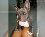 Small Photo #7 French Bulldog Puppy For Sale in FORT MYERS, FL, USA