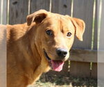 Small Black Mouth Cur-Labrador Retriever Mix