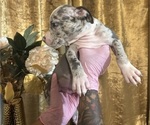 Small #4 American Bully