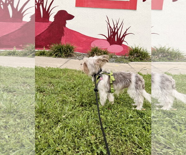 Medium Photo #7 Mutt Puppy For Sale in Sanford, FL, USA