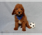 Small #2 Goldendoodle (Miniature)
