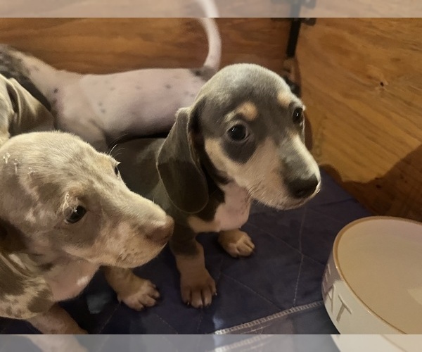 Medium Photo #29 Dachshund Puppy For Sale in LAKEBAY, WA, USA