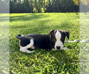 Labrador Retriever-Unknown Mix Dogs for adoption in Royal Palm Beach, FL, USA