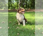 Puppy Freddie Australian Shepherd
