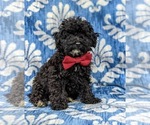 Small Photo #2 Poodle (Miniature) Puppy For Sale in KINZERS, PA, USA