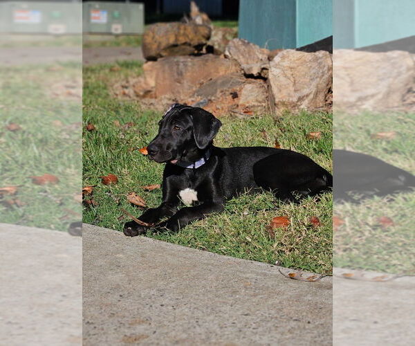 Medium Photo #4 Great Dane Puppy For Sale in Mooresville, NC, USA