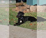 Small Photo #4 Great Dane Puppy For Sale in Mooresville, NC, USA