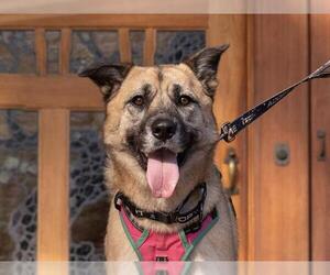 KONA - Female German Shepherd Dog Dog for Adoption - Photo #2