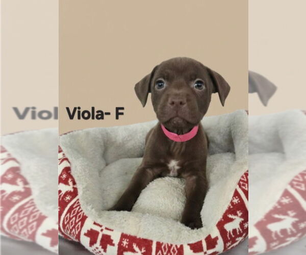 Medium Photo #1 Labrador Retriever Puppy For Sale in Jackson Township, NJ, USA