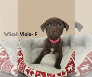 Labrador Retriever Dogs for adoption in Jackson Township, NJ, USA