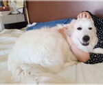 Small #3 Great Pyrenees