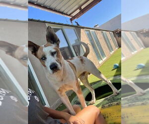 Trotter - Male Mutt Dog for Adoption - Photo #4