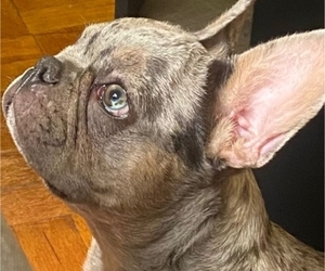 French Bulldog Puppy for sale in NEW YORK, NY, USA