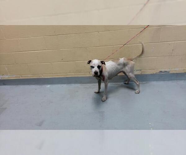 Medium Photo #1 Mutt Puppy For Sale in Tulsa, OK, USA