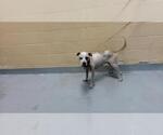 Small Mutt