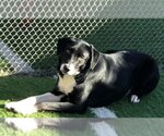 Small Photo #3 Border Collie-Unknown Mix Puppy For Sale in Highland, IL, USA