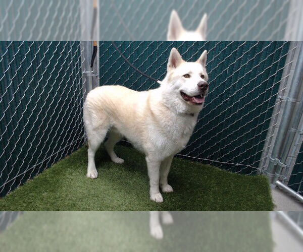 Medium Photo #1 Alaskan Malamute Puppy For Sale in Downey, CA, USA