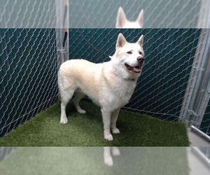 Alaskan Malamute Dogs for adoption in Downey, CA, USA