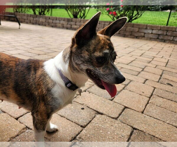 Medium Photo #4 Mutt Puppy For Sale in Mooresville, NC, USA