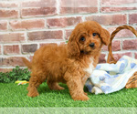 Small #9 Cavapoo (Miniature)