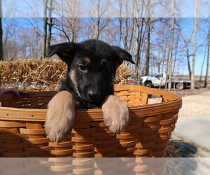 German Shepherd Dog Puppy for sale in INDIANAPOLIS, IN, USA