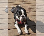 Small #5 Bulldog