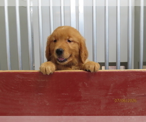 Medium Golden Retriever