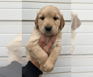 Golden Retriever Puppy for sale in SAINT JOHNS, MI, USA