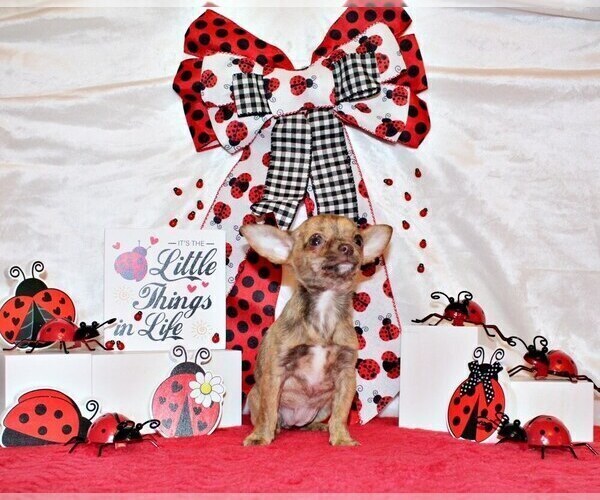 Medium Photo #11 Chihuahua Puppy For Sale in CHARLESTON, AR, USA