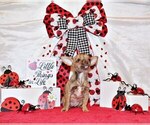 Small #1 Chihuahua