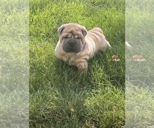 Chinese Shar-Pei Puppy for sale in S ABINGTON TWP, PA, USA