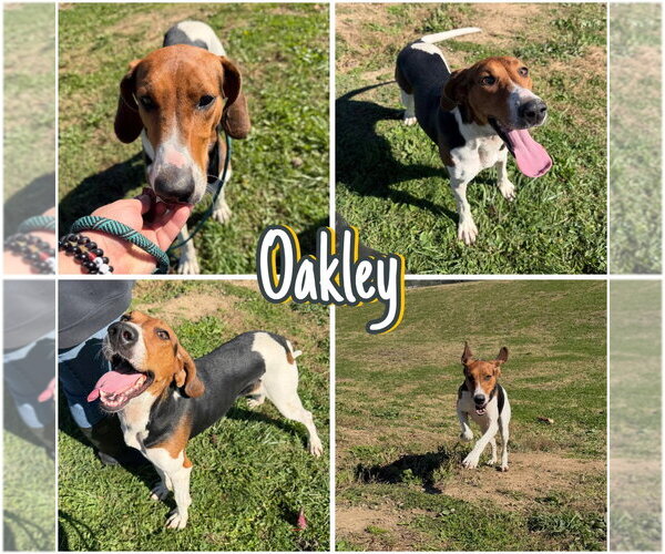 Medium Photo #1 Coonhound Puppy For Sale in Pierceton , IN, USA