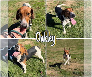 Oakley - Female Coonhound Dog for Adoption