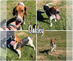Oakley - Female Coonhound Dog for Adoption - Small photo