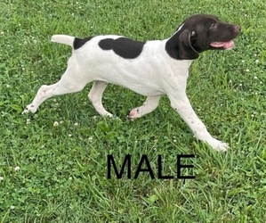 German Shorthaired Pointer Puppy for sale in LEITCHFIELD, KY, USA