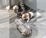 Small Photo #3 French Bulldog Puppy For Sale in GOBLES, MI, USA