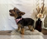 Sharla - Female Yorkshire Terrier Puppy for Sale - Photo #6