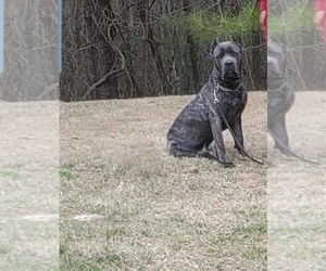 Father of the Cane Corso puppies born on 10/16/2022