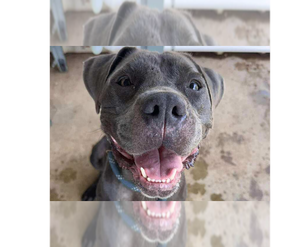 Medium Photo #1 Mutt Puppy For Sale in Abbeville, LA, USA